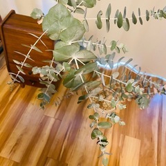 ユーカリ 観葉植物　鉢植えの画像