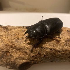 オオクワガタ♂♀セット
の画像