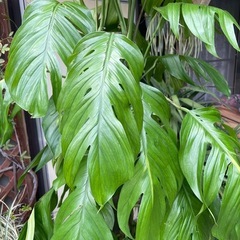 観葉植物　マングーカズラ　高さ１９０センチの画像
