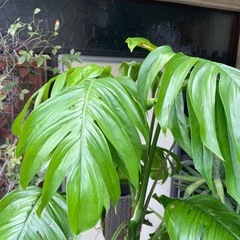 観葉植物　マングーカズラ　高さ１９０センチの画像
