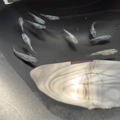 夜桜ブルー🐟5ペア産卵期の画像