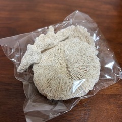 サンゴ(珊瑚)★まとめ売りの画像