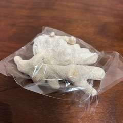 サンゴ(珊瑚)★まとめ売りの画像