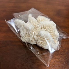 サンゴ(珊瑚)★まとめ売りの画像