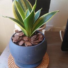 観葉植物9の画像