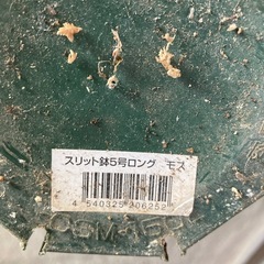 ロングスリット鉢(5号)  １鉢10円の画像