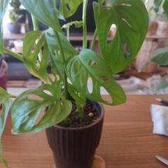 観葉植物11の画像