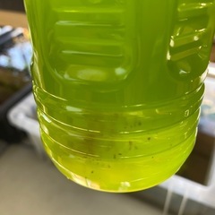 ミジンコ、めだか用生餌の画像