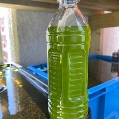 ミジンコ、めだか用生餌の画像