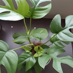 【観葉植物】ヒメモンステラの画像