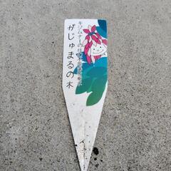 がじゅまるの画像