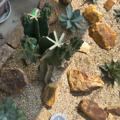 鬼面角ブランチ　多分頭の画像