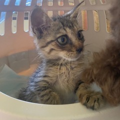 お目々まん丸ちゃん　　 - 猫