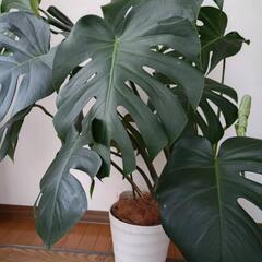 【観葉植物】モンステラの画像