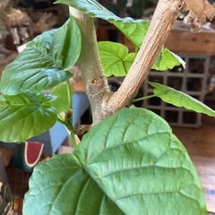 ウンベラータ　観葉植物の画像