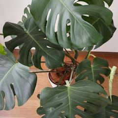 【観葉植物】モンステラの画像