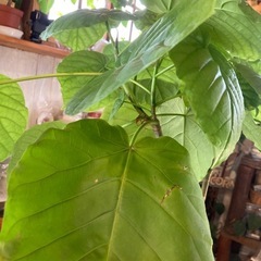 ウンベラータ　観葉植物の画像