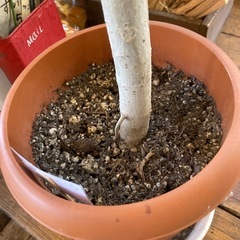 ウンベラータ　観葉植物の画像