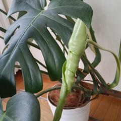 【観葉植物】モンステラの画像