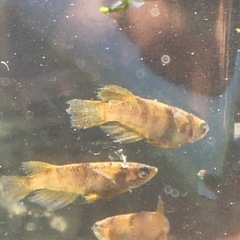 めだか金閣メダカの画像