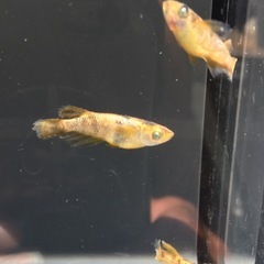 めだか金閣メダカの画像