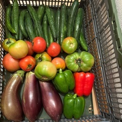 朝取れ🍆と🥒と🫑と傷物🍅
