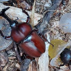 ●クワガタ（ノコギリクワガタ）　●カブトムシ　●クワガタ でも カブトムシ でも オス でも メス でも どれでも一匹100円（の画像