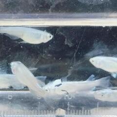 みゆきメダカ　幹之　成魚7匹の画像