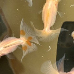 写真の金魚全部の画像