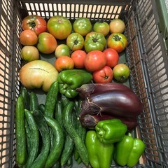 朝取れ🥒と🍆と🫑と傷物🍅