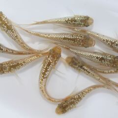 ゴールドラメメダカ 3匹セット - 道の駅にのみやで直売しております。メダカ販売店 亀田養魚 めだかの生産・卸・販売の画像