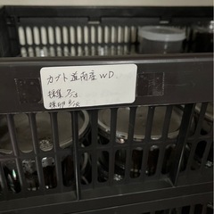 カブトムシ（卵）の画像