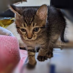 そっくりな子猫2匹です