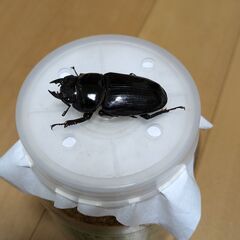 オオクワガタ能勢YG血統新成虫83㎜ペアの画像