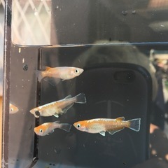 めだか天照メダカの画像
