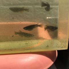 【メダカ】クムブルー    の画像