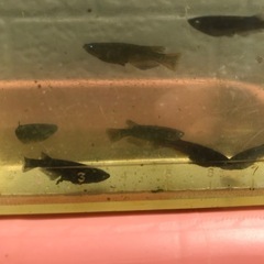 【メダカ】クムブルー    の画像