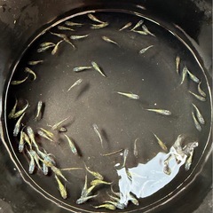 メダカ　ラメの綺麗な子たち（サファイア選外）15匹の画像