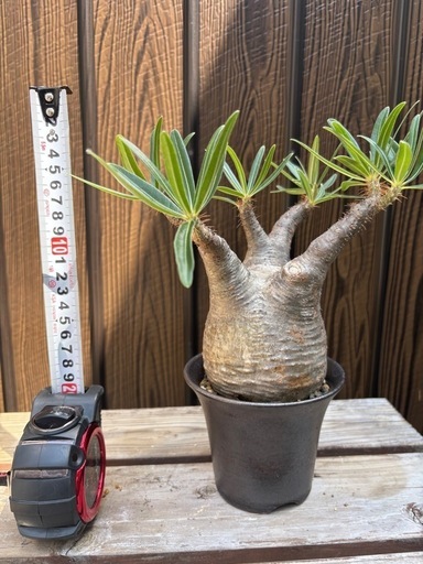 引退品　パキポディウムグラキリス　良型　Mサイズ