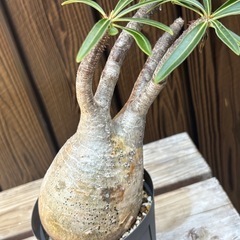 引退品　パキポディウムグラキリス　Mサイズの画像