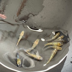 夜桜ゴールド5ペア産卵期🐟の画像