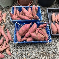 さつまいも　サツマイモ　の画像
