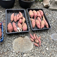さつまいも　サツマイモ　の画像