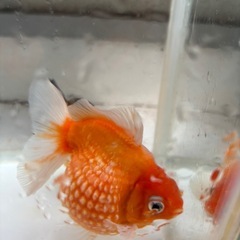 金魚ピンポンパールの画像