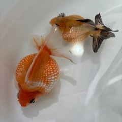 金魚ピンポンパールの画像
