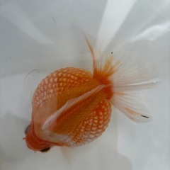 金魚ピンポンパールの画像