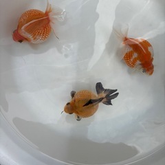 金魚ピンポンパールの画像