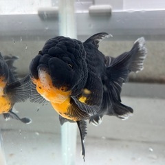決まりました。金魚ローズテール2匹の画像