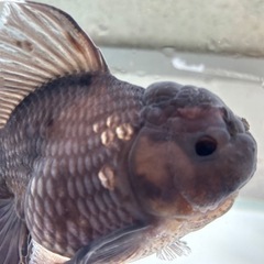 決まりました。金魚ローズテール2匹の画像