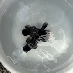 決まりました。金魚ローズテール2匹の画像